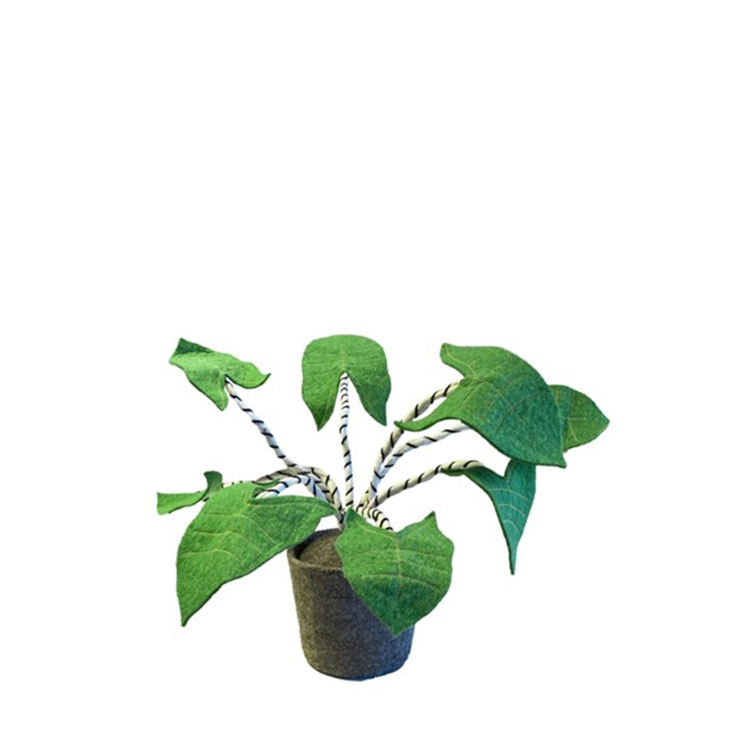KidsDepot Plant - Zebrina