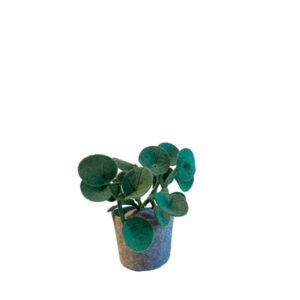 KidsDepot Plant Zebrina